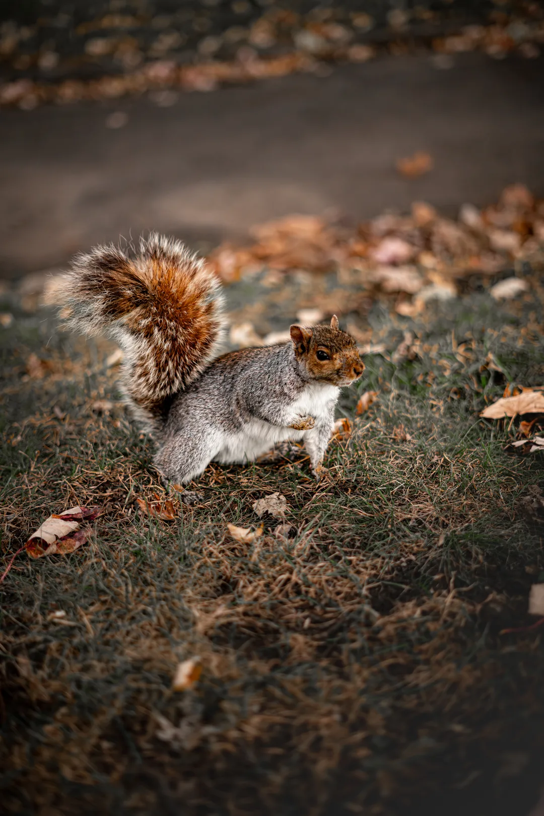 photo of a squirrel in park canada