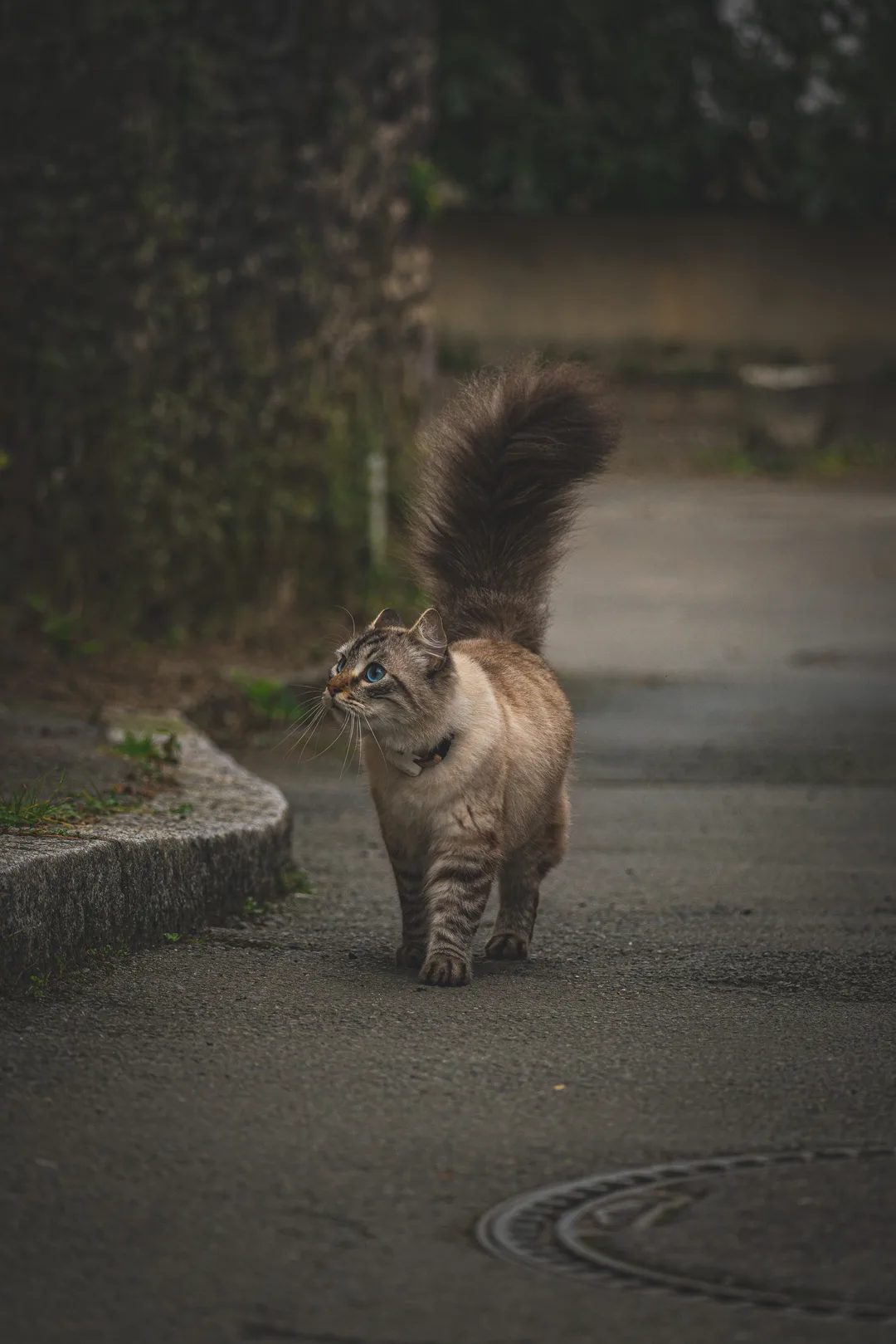 photo of a blue eyes cat in a street